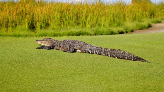 Wildlife on the Course